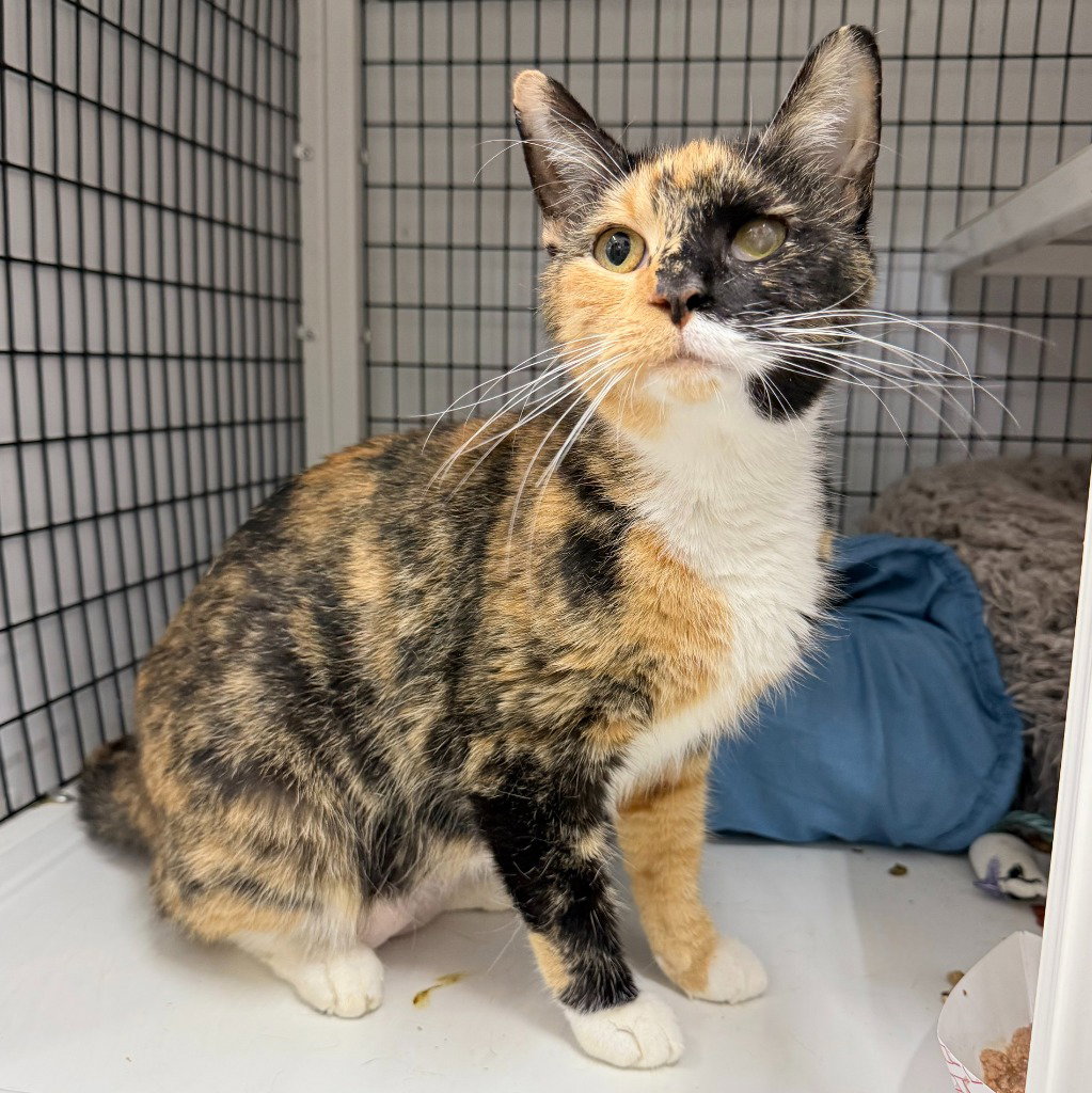 Pomma, cat — photo 1 of 4