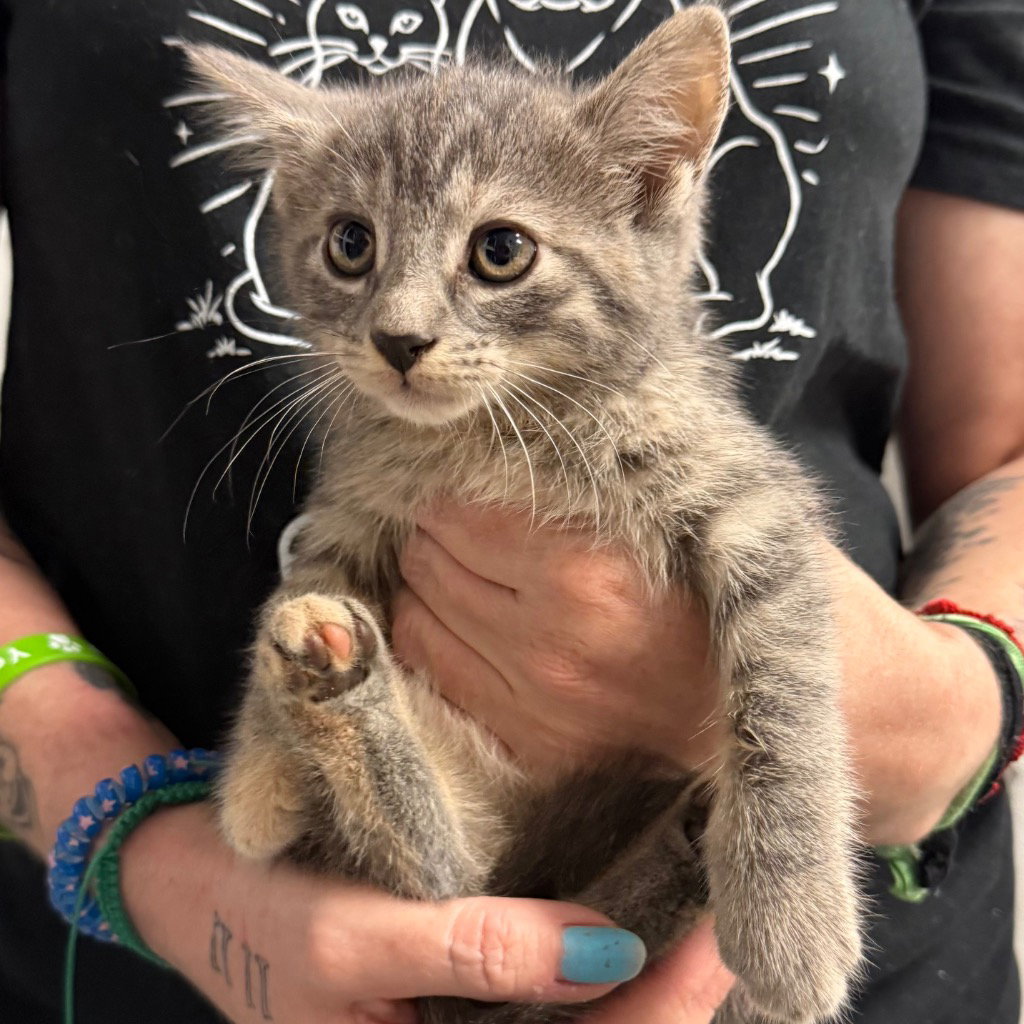 Melina, cat — photo 1 of 1