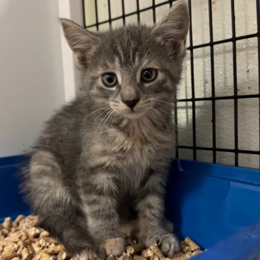 Melina - Domestic Short Hair