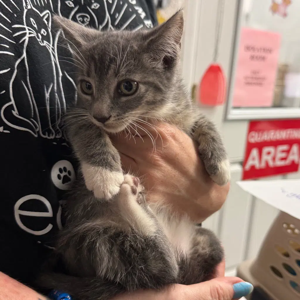 Mel - Domestic Short Hair