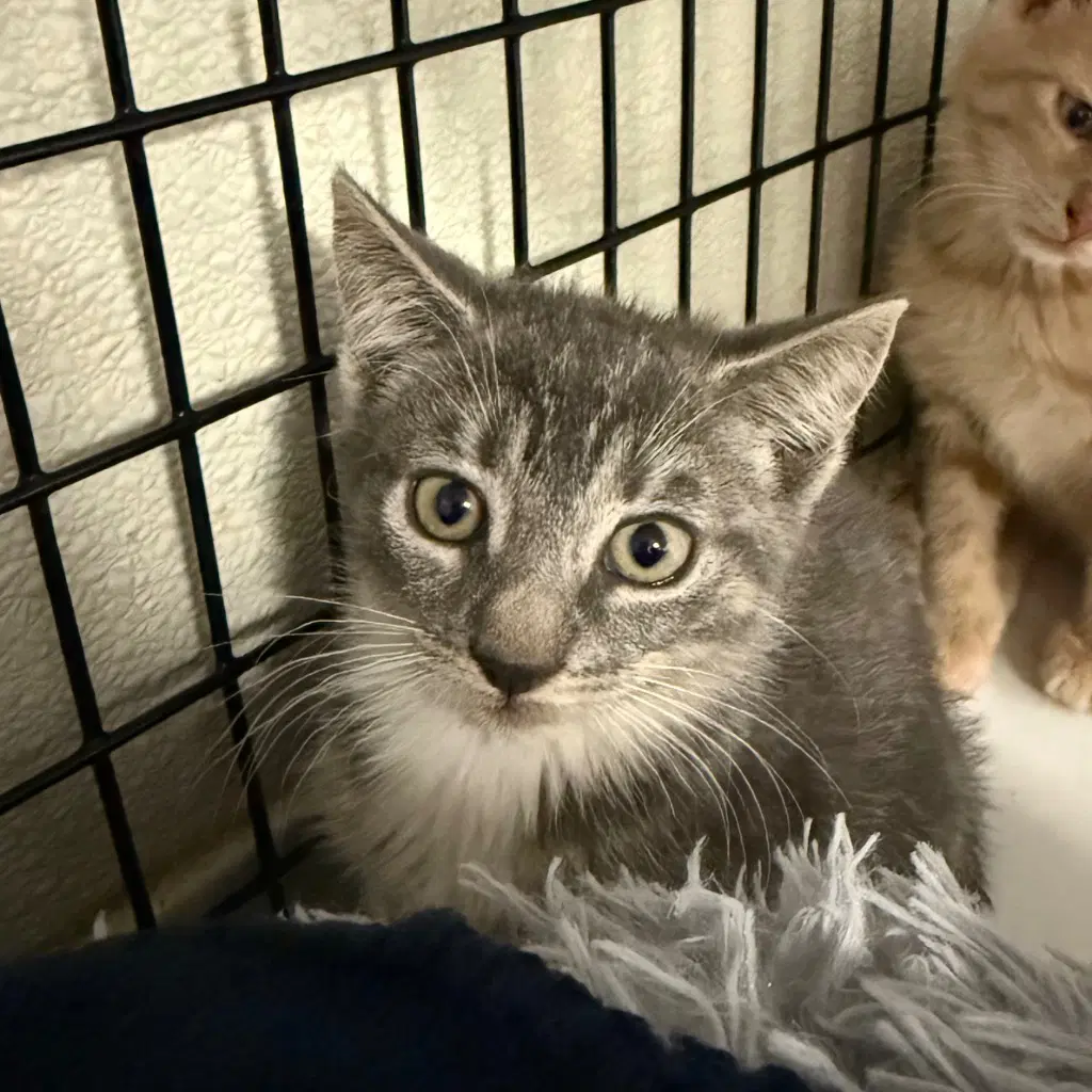 Mel image 2