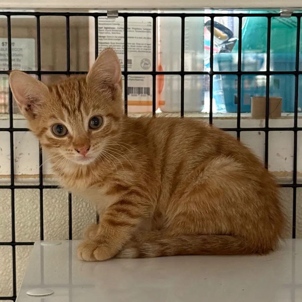 Bunny - Domestic Short Hair