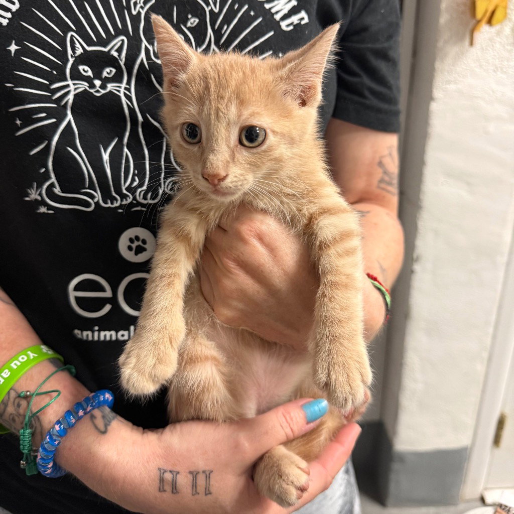Harold, cat — photo 1 of 1