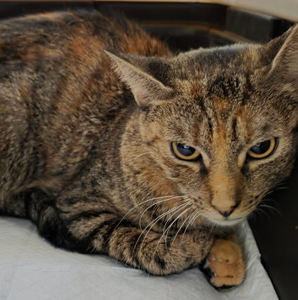 Gladys, cat — photo 1 of 1