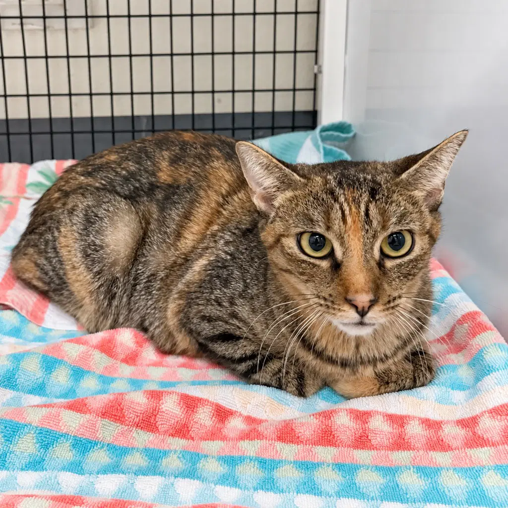 Gladys - Domestic Short Hair