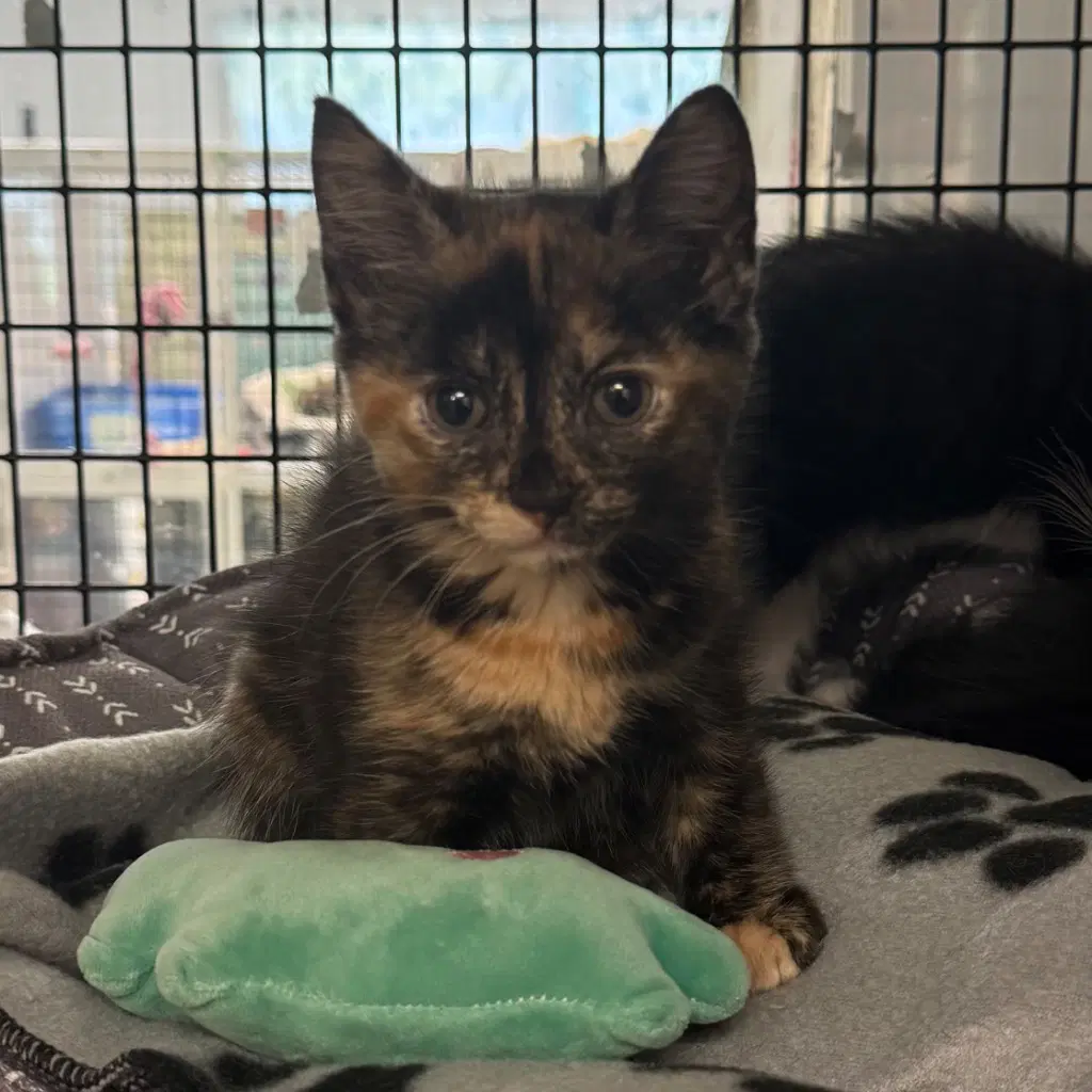 Jain - Domestic Short Hair