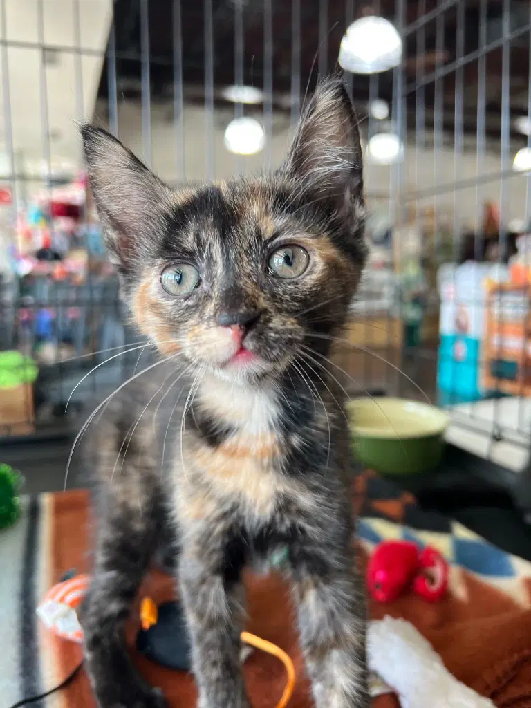 Jain - Domestic Short Hair