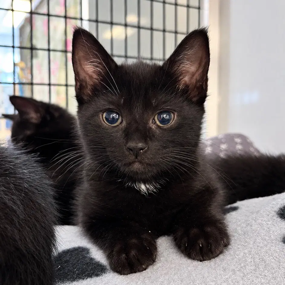 Sharon - Domestic Short Hair