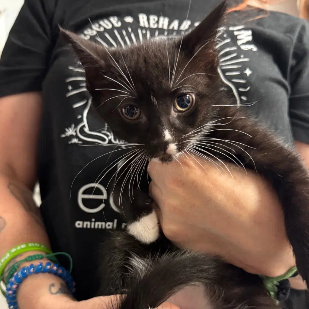 Bernard image 3