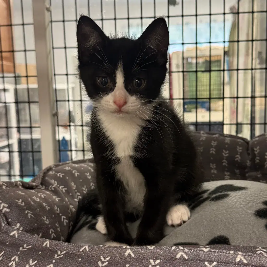 Eli - Domestic Short Hair