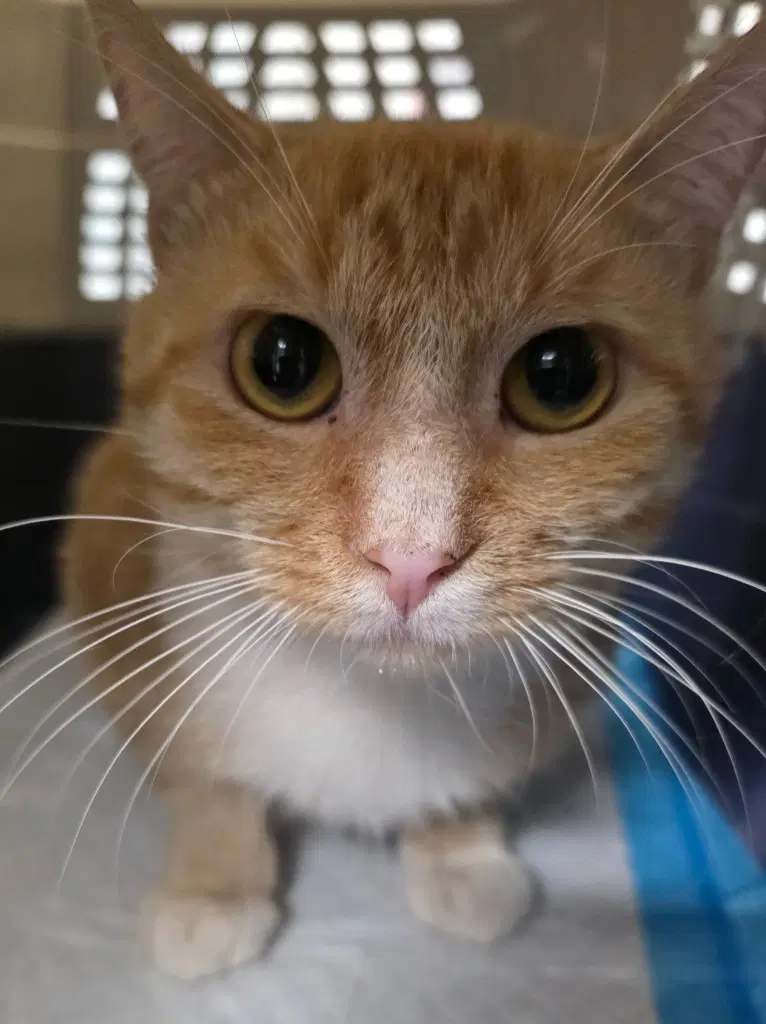 Yipyap - Domestic Short Hair