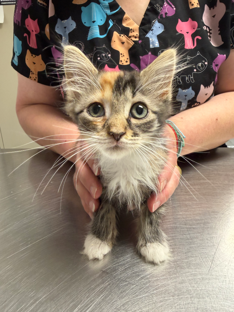 Tiana, cat — photo 1 of 1