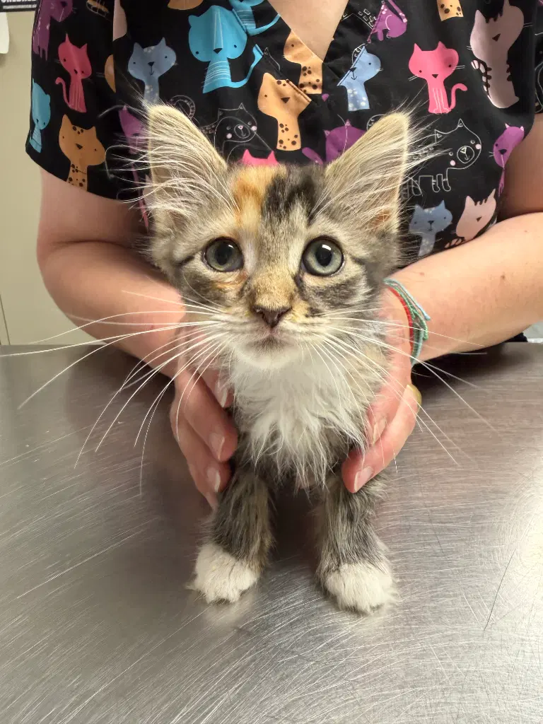 Tiana - Domestic Long Hair