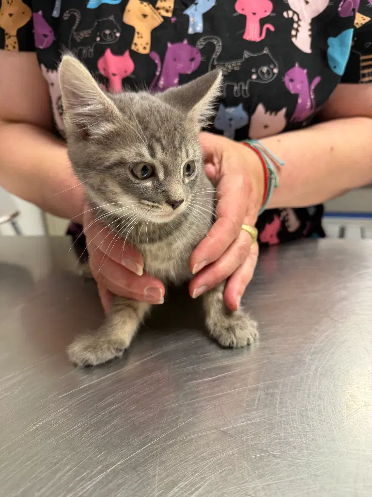 Prince - Domestic Short Hair