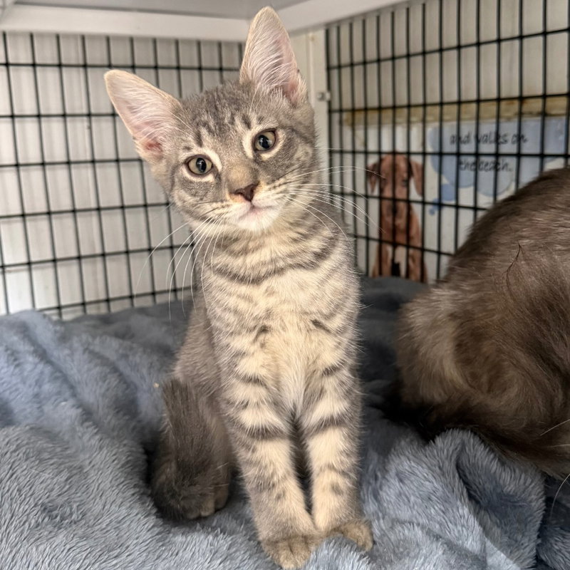 Prince, a male kitten up for adoption