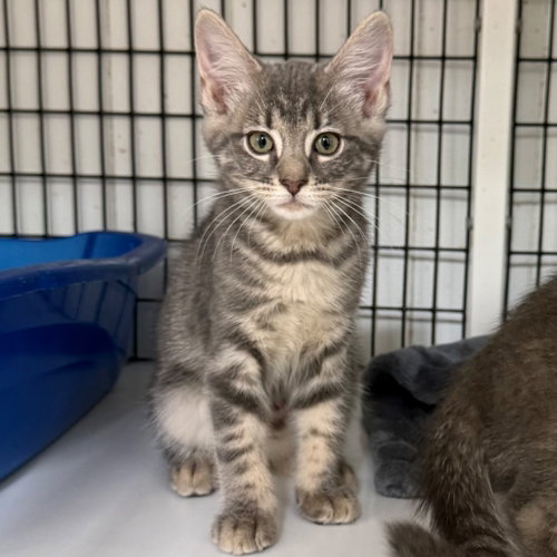 Princess, a cat for adoption from EASEL Animal Rescue League
