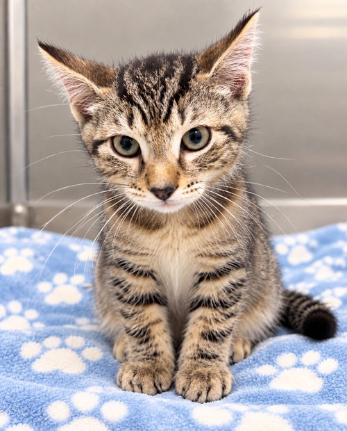 Blitz, a cat for adoption from EASEL Animal Rescue League