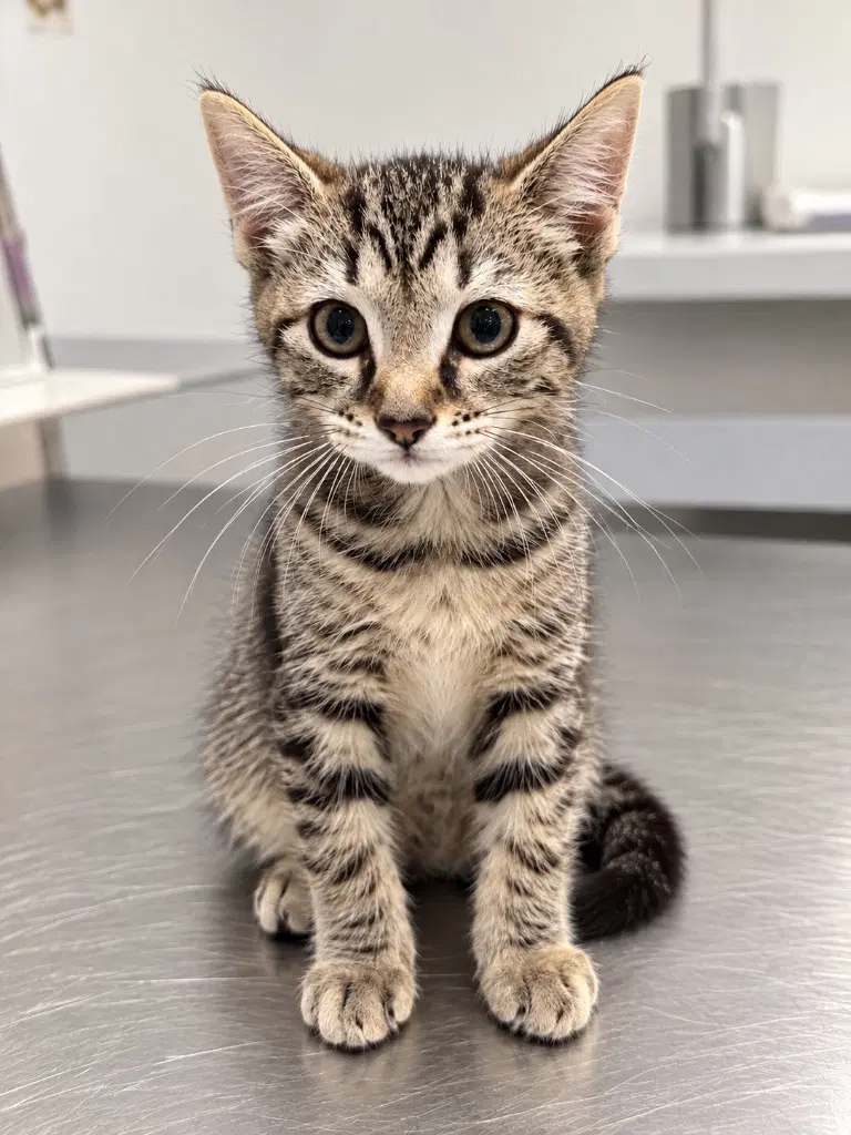 Jasper - Domestic Short Hair