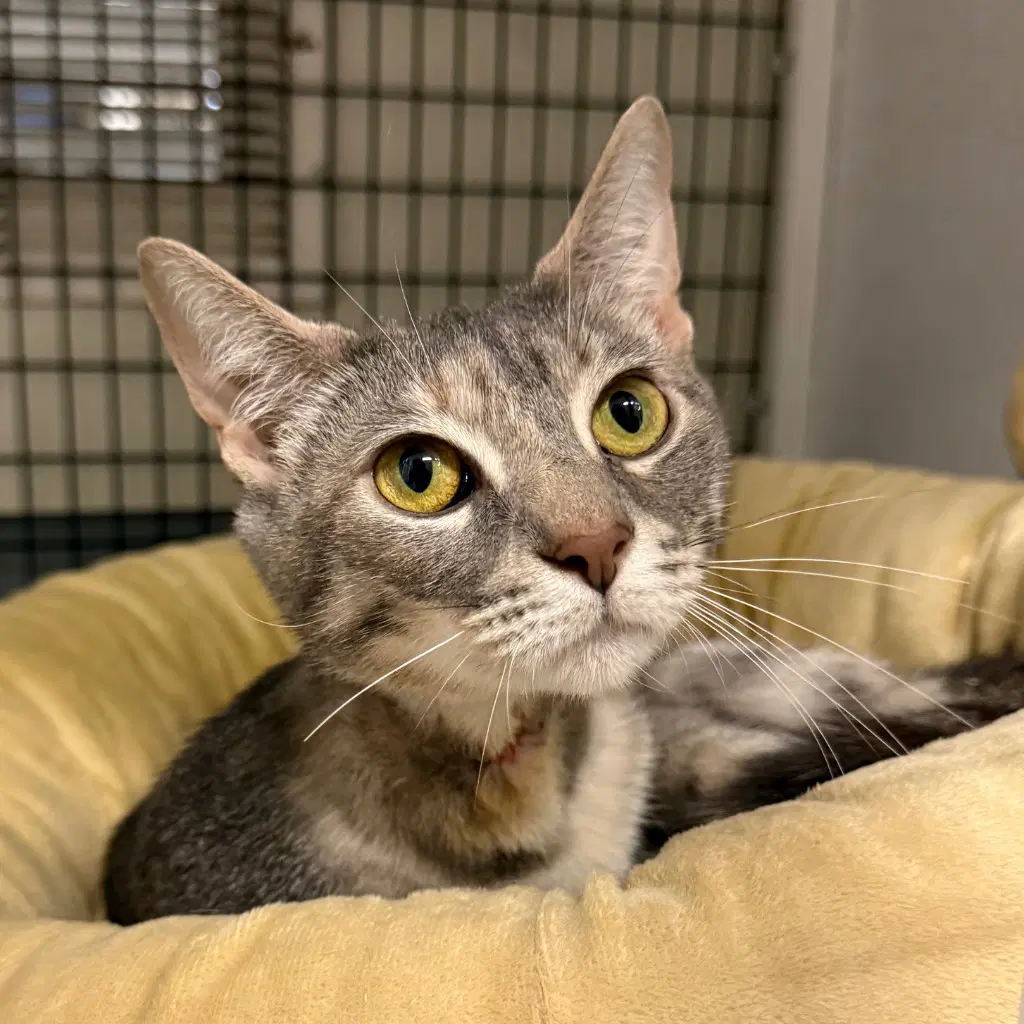 Ash - Domestic Short Hair