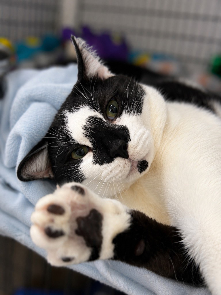 Galloway, cat — photo 1 of 1