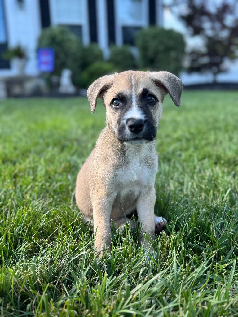 Josie