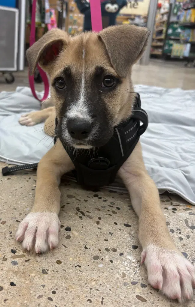 Josie image 3