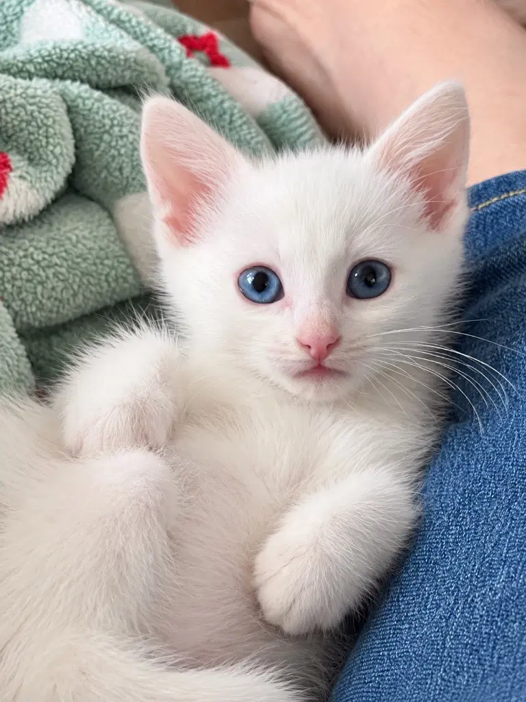Janet - Domestic Medium Hair