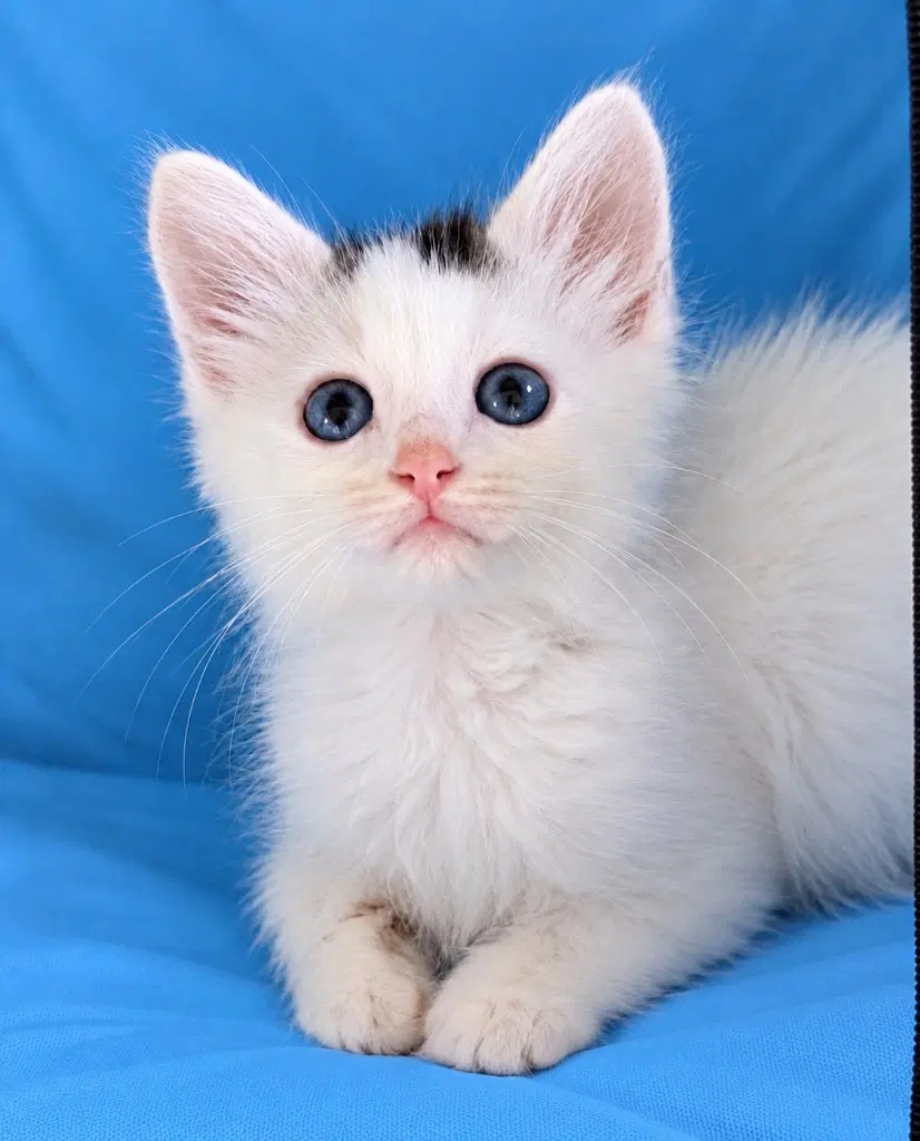 Houston - Domestic Medium Hair