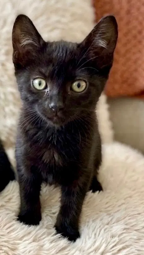 Bambolina - Domestic Short Hair