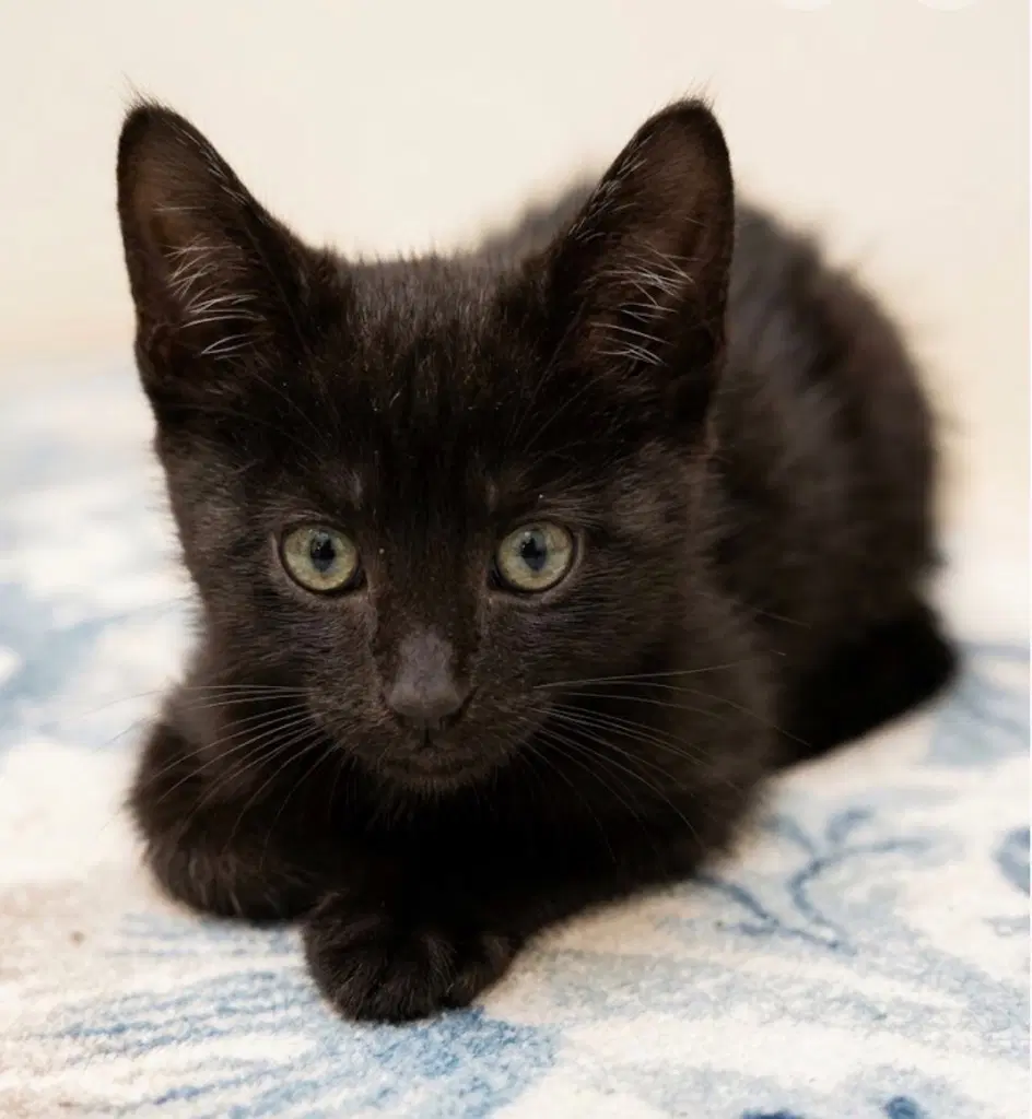 Aidan - Domestic Short Hair
