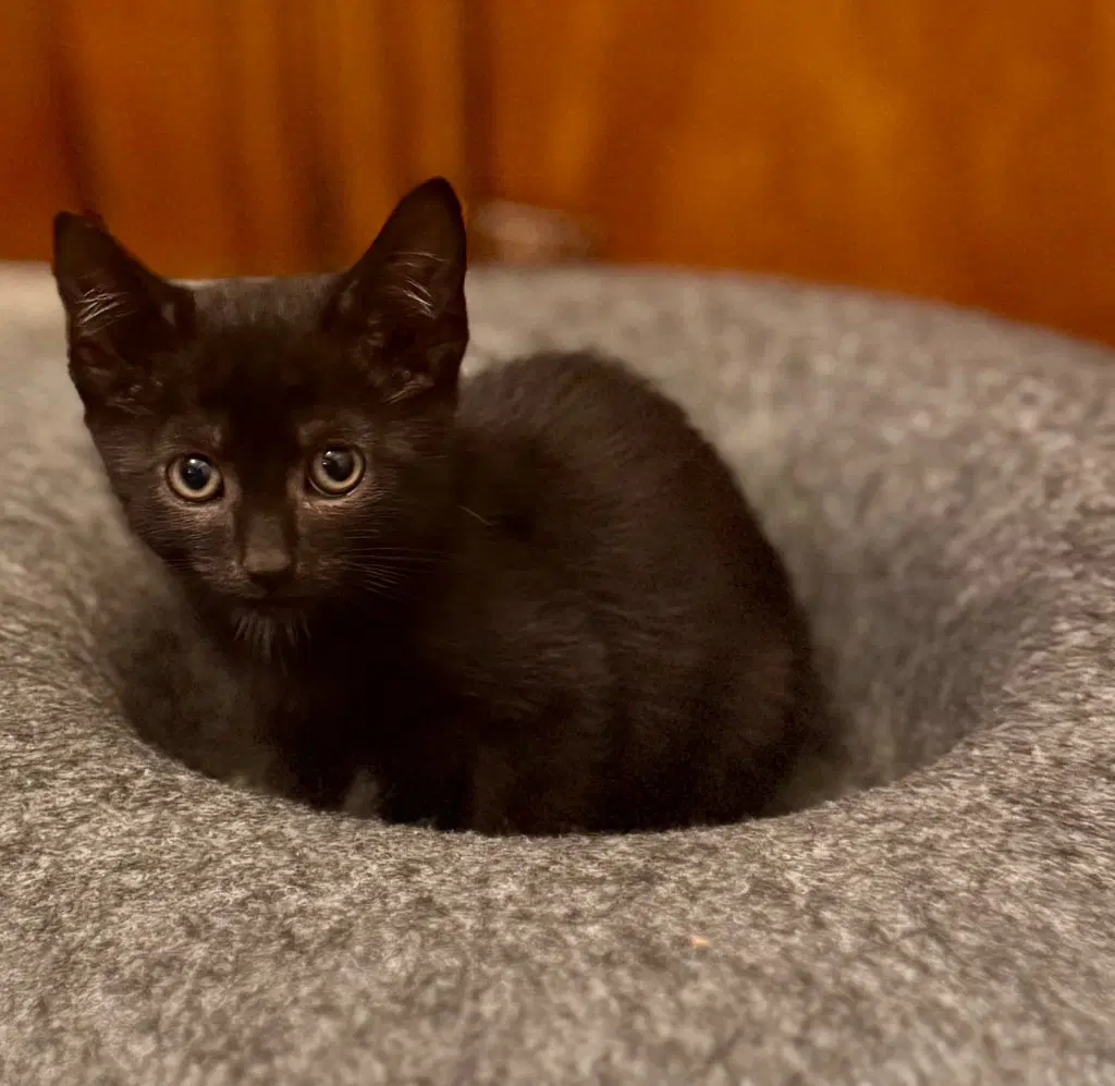 Fiorella - Domestic Short Hair