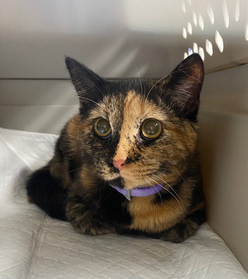 Acorn, a cat for adoption from EASEL Animal Rescue League