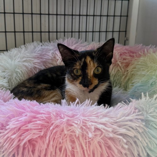 Autumn, a cat for adoption from EASEL Animal Rescue League