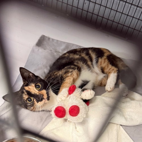 Autumn, Domestic Short Hair / Mixed