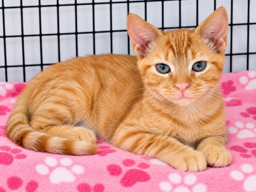 Bishop, a cat for adoption from EASEL Animal Rescue League