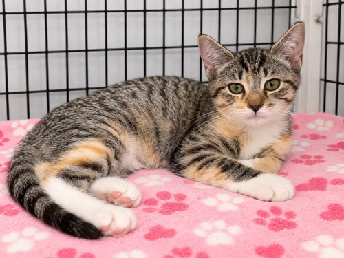 Pawna, a cat for adoption from EASEL Animal Rescue League