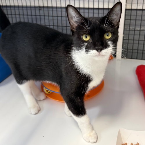 Agatha, Domestic Short Hair / Mixed