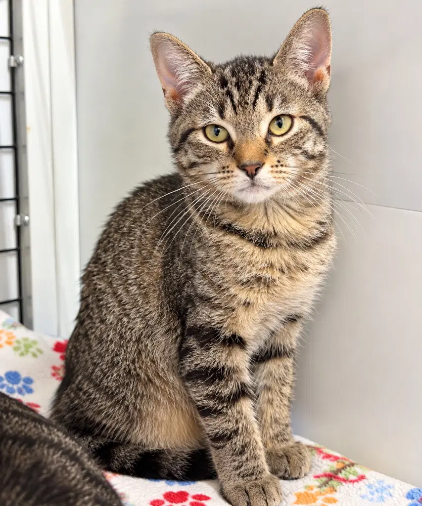 Alyx - Domestic Short Hair