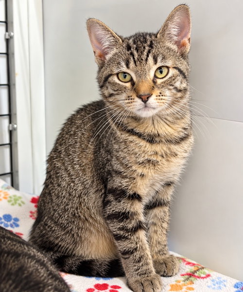 Alyx, a cat for adoption from EASEL Animal Rescue League
