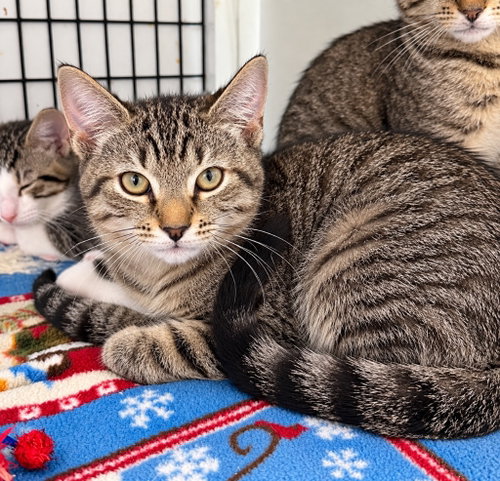 Nix, a cat for adoption from EASEL Animal Rescue League