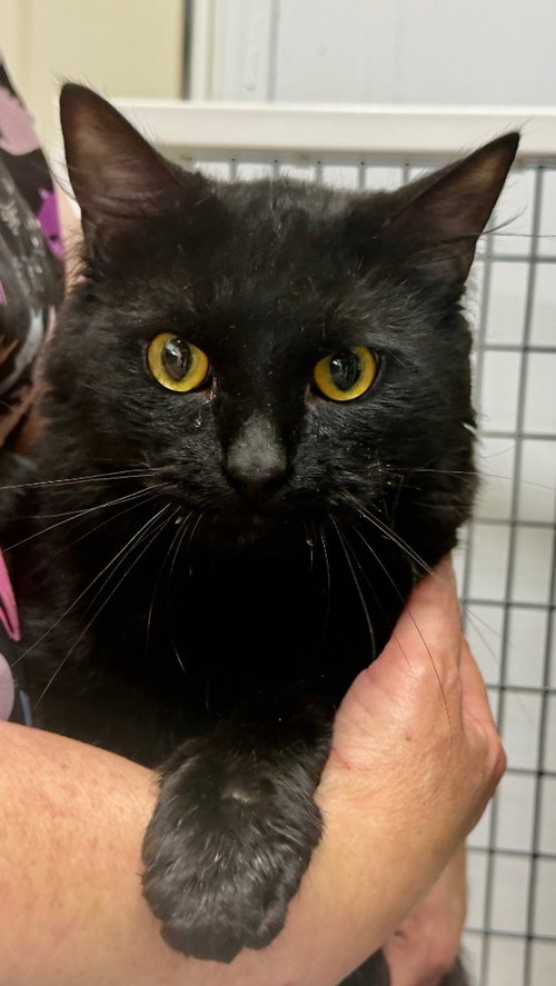 Shadow, a cat for adoption from EASEL Animal Rescue League