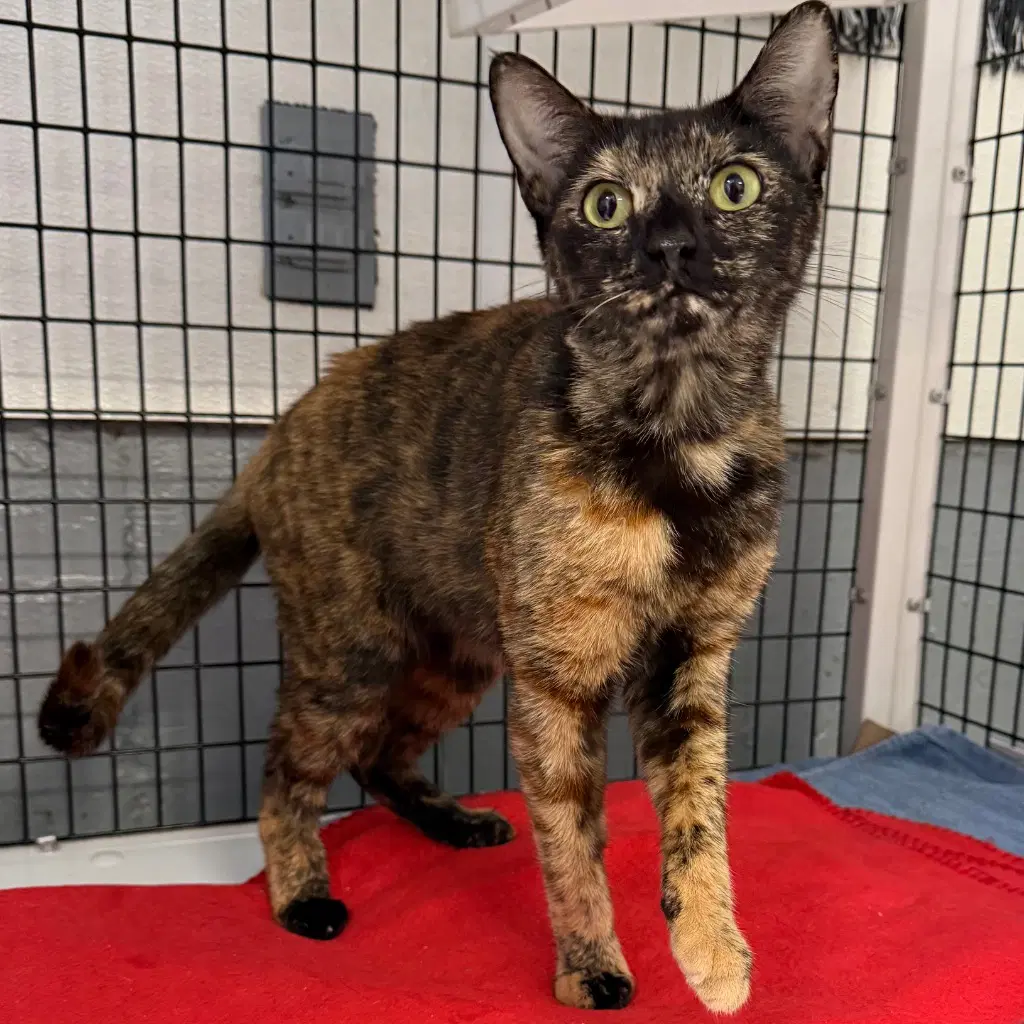 Wanda - Domestic Short Hair