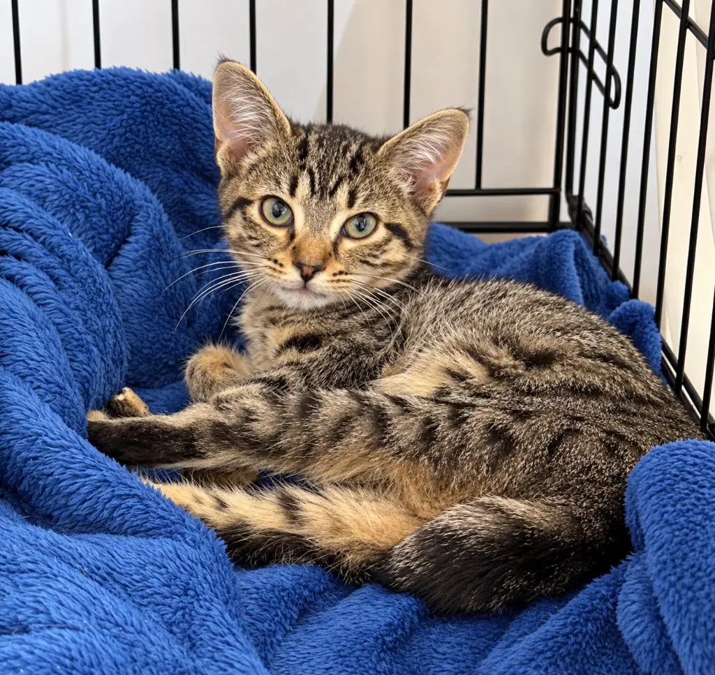 Jackie - Domestic Short Hair
