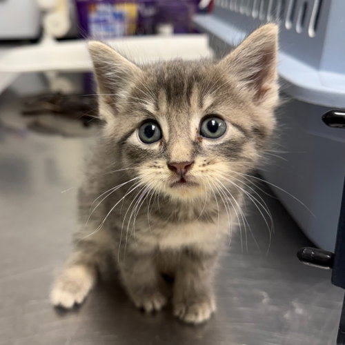 Cinco, a cat for adoption from EASEL Animal Rescue League