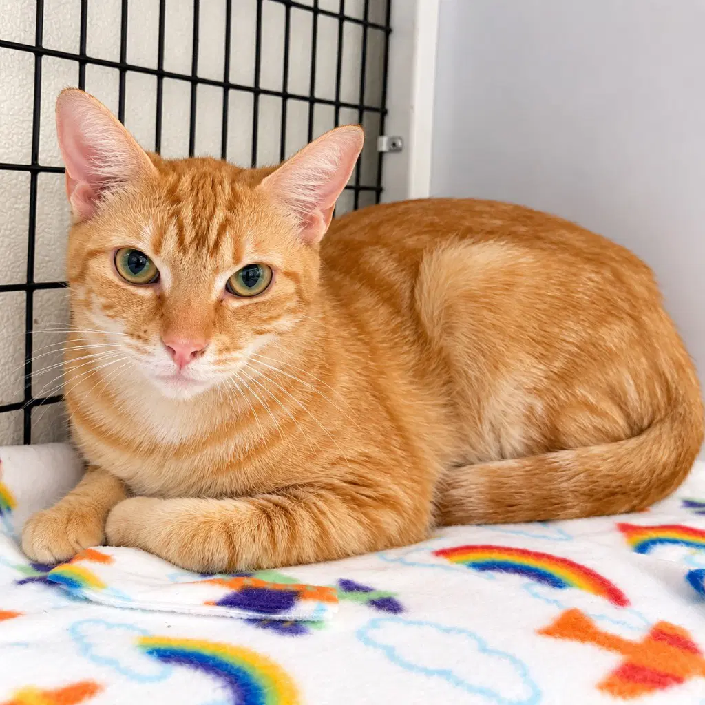 Bryce - Domestic Short Hair