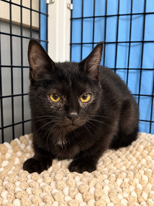 Nova, a cat for adoption from EASEL Animal Rescue League