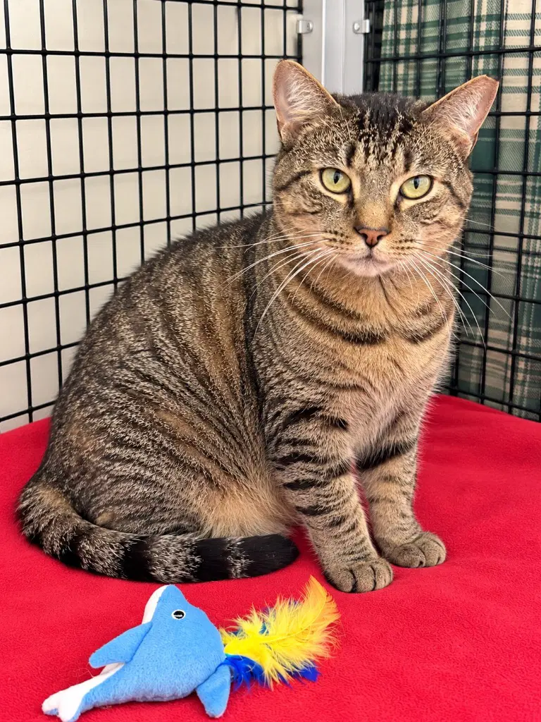 Arthur - Domestic Short Hair