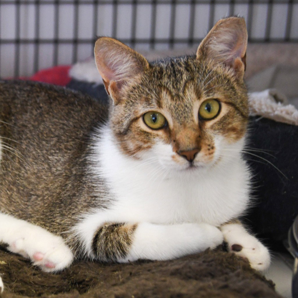 Ainsley, Domestic Short Hair