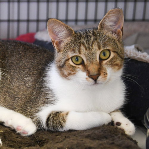 Ainsley, a cat for adoption from EASEL Animal Rescue League