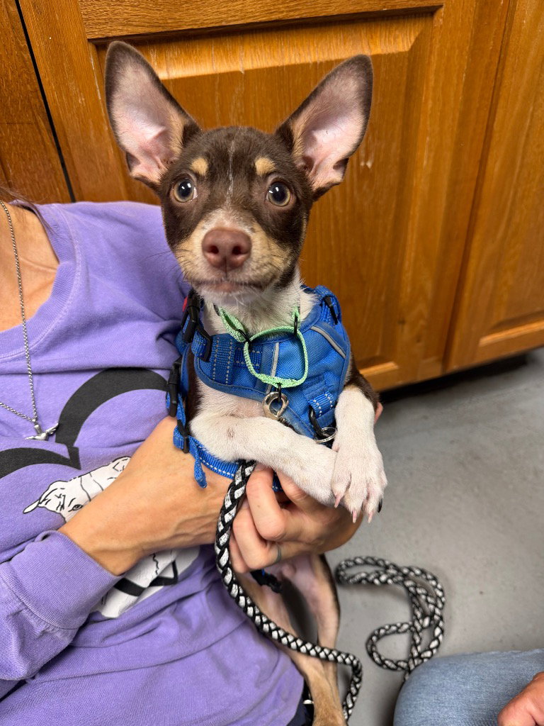 Odie, Chihuahua